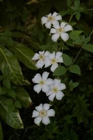 The clematis huldine (or viticella huldine) has masses of medium sized white flower from july to october. Clematis Huldine