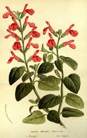 Image result for Sebaea microphylla