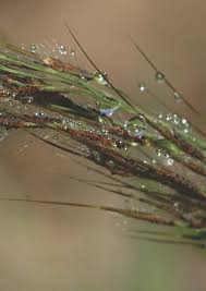 Image result for Brachyachne patentiflora