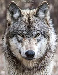 We did not find results for: Timber Wolf Portrait Animal Wildlife Photography Wolves Cute Wild Animals Wild Animals Photography Wolf Photography