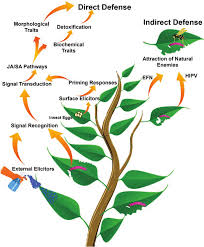 And amherst farmers supply is proud to offer a variety of field seeds in 50lb. Plant Defence Against Insect Pests Epf Extrafloral Nectar Hipv Download Scientific Diagram