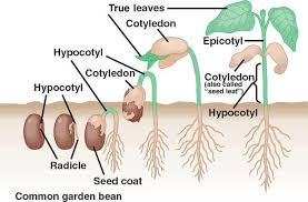 Cotyledons - How To Pronounce It? Cotyledons Meaning And Pronunciation! -  Youtube