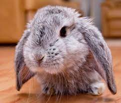 Can A Rabbit Live With A Dog Or A Cat
