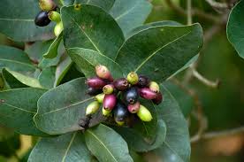 Image result for Syzygium cordatum