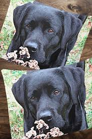Black Lab Blanket 09ttsf Labrador Blanket Duck Dog Labrador Decor Hunting Dog Sherpa Dog Blanket Black Lab Gif Hunting Dogs Labrador Retriever Dogs