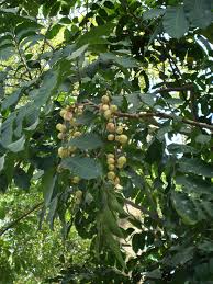 Image result for Polystachya troupiniana