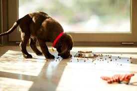 How To Safely Change Your Puppys Food American Kennel Club