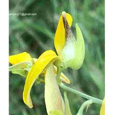 Image result for Crotalaria juncea