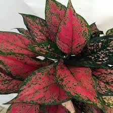 Maybe you would like to learn more about one of these? Buy Aglaonema Red Valentine Plants Online Garden Goods Direct