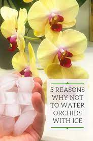 5 Reasons Why You Should Not Water Orchids With Ice Cubes Orchids Orchids In Water Orchid Care