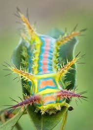 Black And White Striped Caterpillar With Yellow Sides Submit Your Photo Our Spectacular World Facebook Caterpillar Beautiful Bugs Bugs And Insects
