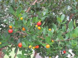 Image result for Eugenia aschersoniana