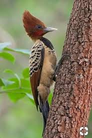 Pin Di Aydin Su Uccelli Uccelli Animali Paesaggi
