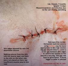 I always think my cat is fighting with other stray cats. Stitches Infected Dog Wound Healing Stages Novocom Top