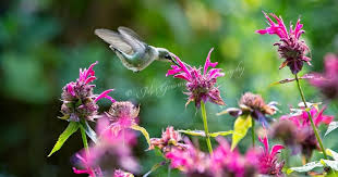 Did you know the flowers that attract hummingbirds? Keep Hummingbirds Coming Back With Variety Of Blossoms Frau Zinnie
