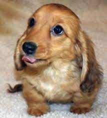 Check spelling or type a new query. Sunset Dachshunds Cute Dogs Dachshund Puppies Cute Puppies