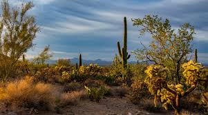 Barang ini tidak mengeluarkan seed. At Saguaro National Park The Winds Will Sing And The Sunsets Will Steal Your Heart