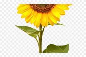 Free Free 185 Printable Simple Sunflower Clipart SVG PNG EPS DXF File