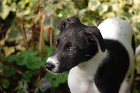 Kumpulan gambar hitam putih bw untuk diwarnai freewaremini. Foto Gratis Lurcher Anjing Anjing Anjing Hewan Peliharaan Hitam Putih Hippopx
