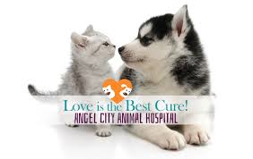 We are currently near our capacity for rescued kittens and cats! Veterinary Hospital In Silver Lake Los Angeles Ca Animal Clinic La