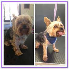 Mobile Dog Grooming Near Me Yelp 30 Reviews Of Detail Dog Mobile Dog Grooming Highly Recommend Them They Contacted Me Right Dog Grooming Dogs Dog Groomers