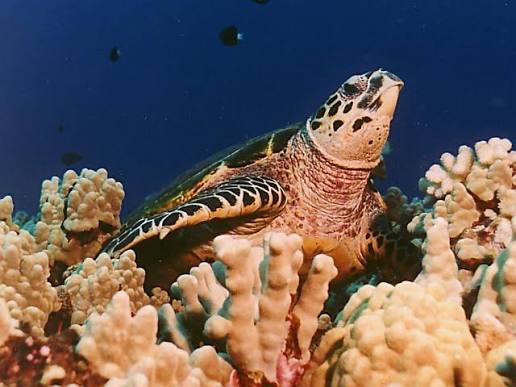 Conservation of Hawksbill Sea Turtles: Perceptions and Realities