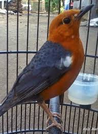 Maybe you would like to learn more about one of these? Paman Burung 5 Fakta Tentang Anis Merah