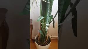 Sansevieria olarak bilinen türlerden paşa kılıcı, kılıç çiçeği veya kaynana dili pek çoğumuzun evinde bulunan her zaman yeşil. Kilic Bitkisi Cogaltma Youtube