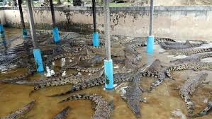 Also experienceteluk sengat crocodile farm.promoting your link also lets your audience know that you are featured on a rapidly growing travel site.in addition, the more this page is used, the more we will promote to other inspirock users. Desaru One Day Trip 2d1n Check This Out Before Going To Desaru