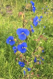 Image result for Commelina petersii