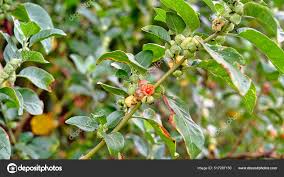 Image result for Withania somnifera