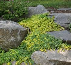 Image result for Lysimachia angustiloba