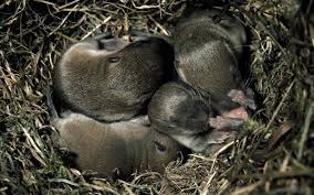 Seltener befressen feldmäuse die gehölzwurzeln. Deutsche Wildtier Stiftung Feldmaus