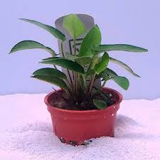 Image result for Anagallis gracilipes