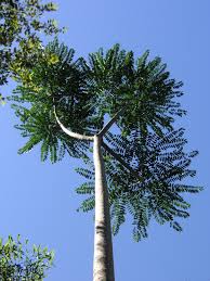 Image result for Eulalia polyneura