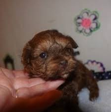 Havapoo puppies for sale in michigan. Havapoo Puppies For Sale In The U S Top 5 Breeders 2021 We Love Doodles