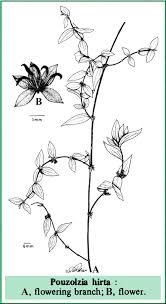 Image result for Pouzolzia