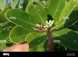 Image result for Ozoroa