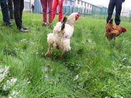 Doctissimo fait le point sur la grippe aviaire, ses dangers ou l'absence de risque lié à la. Grippe Aviaire Particuliers Confinez Vos Poules Les Nouvelles De Sable