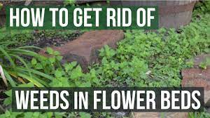 Jan 20, 2021 · vinegar is not always a good option if you are spraying weeds in a garden, flower bed, or in your yard. How To Get Rid Of Weeds In Flower Beds 4 Easy Steps Youtube