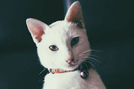 15+ Free funny white cat pictures