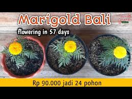 Check spelling or type a new query. Menanam Bunga Marigold Bali Dari Biji Sampai Berbunga How To Grow Marigold Flower From Seed Youtube