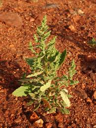 Image result for Dysphania