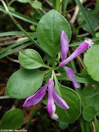 Image result for Polygala