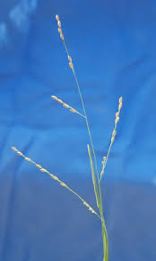 Image result for Panicum repens
