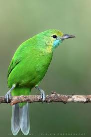 Bird With Colorful Beak Jordan S Leaf Bird Bird Colorful Birds Beautiful Birds