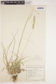 Image result for Anthephora pubescens