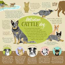 Australian Cattle Dog Infographic Print Aussie Cattle Dog