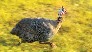 Guinea fowel hen male and female diffrence how to purchase guinea fowl pair in urdu hindi. Guinea Hen Getting Guineas Make Sure You Train Them Right Hobby Farms