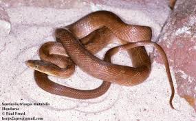 Image result for Triaspis